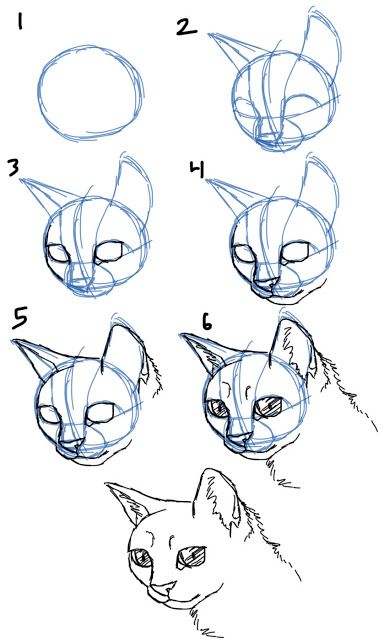 Featured image of post Cat Drawing Reference Face