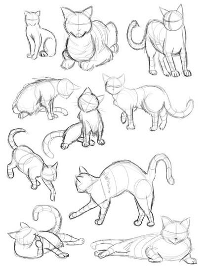 Featured image of post Cat Drawing Reference Photo